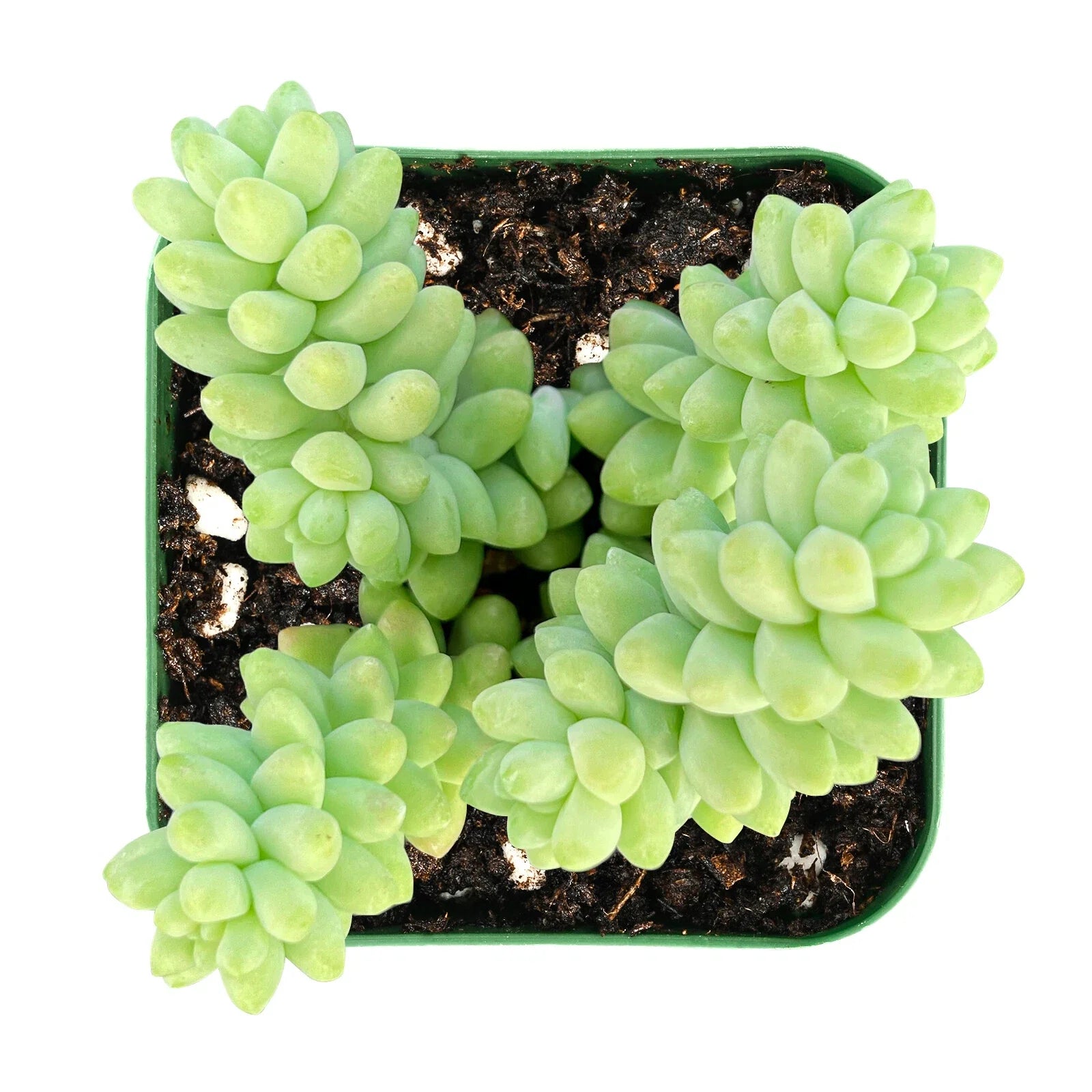 Burro's Tail Succulent 2" Pot Sedum Morganianum Donkey's Tail Rooted Plant