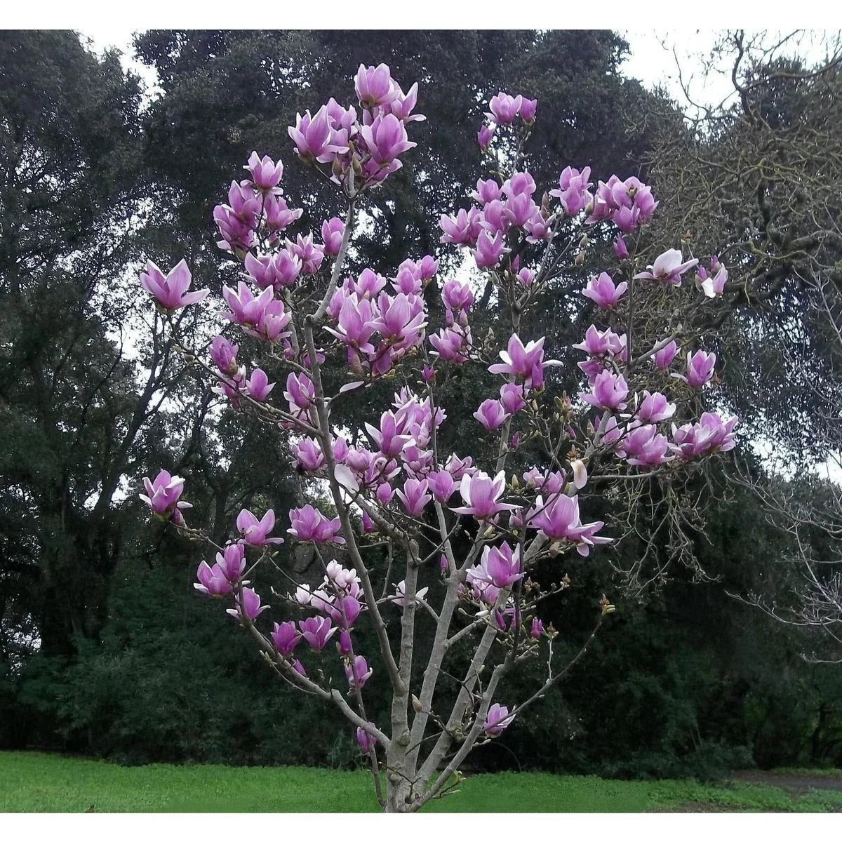 Purple Magnolia Seeds - 5 Pack - Fragrant Tulip Tree - Magnolia liliiflora - US Seller