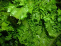 Endive Seed Pack - Salad King Variety - Fresh Edible Greens - Cichorium endivia