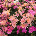 Hardy Succulent Lewisia ‘Rainbow Mix’ - Live Starter Plant - Colorful Perennial - Free Shipping