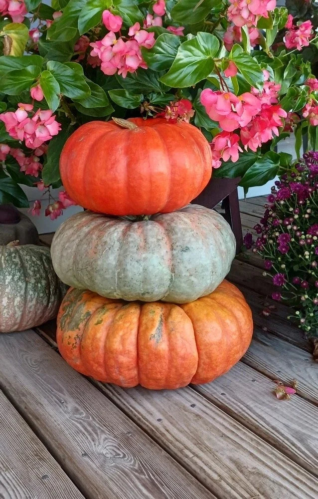 Stacker Pumpkin Seeds for Planting, 10 Seeds, Heirloom Variety, Cucurbita pepo