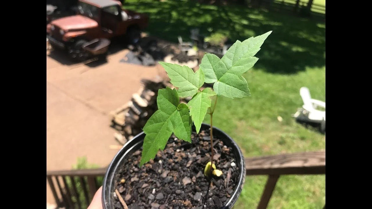 Silver Maple Starter Plant 6-12 Inches, Fast Growing Acer saccharinum, Live Tree for Garden or Landscaping