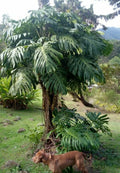 Giant Monstera Deliciosa Cutting - Bare Root - Non-Variegated - Tropical Houseplant from Colombia