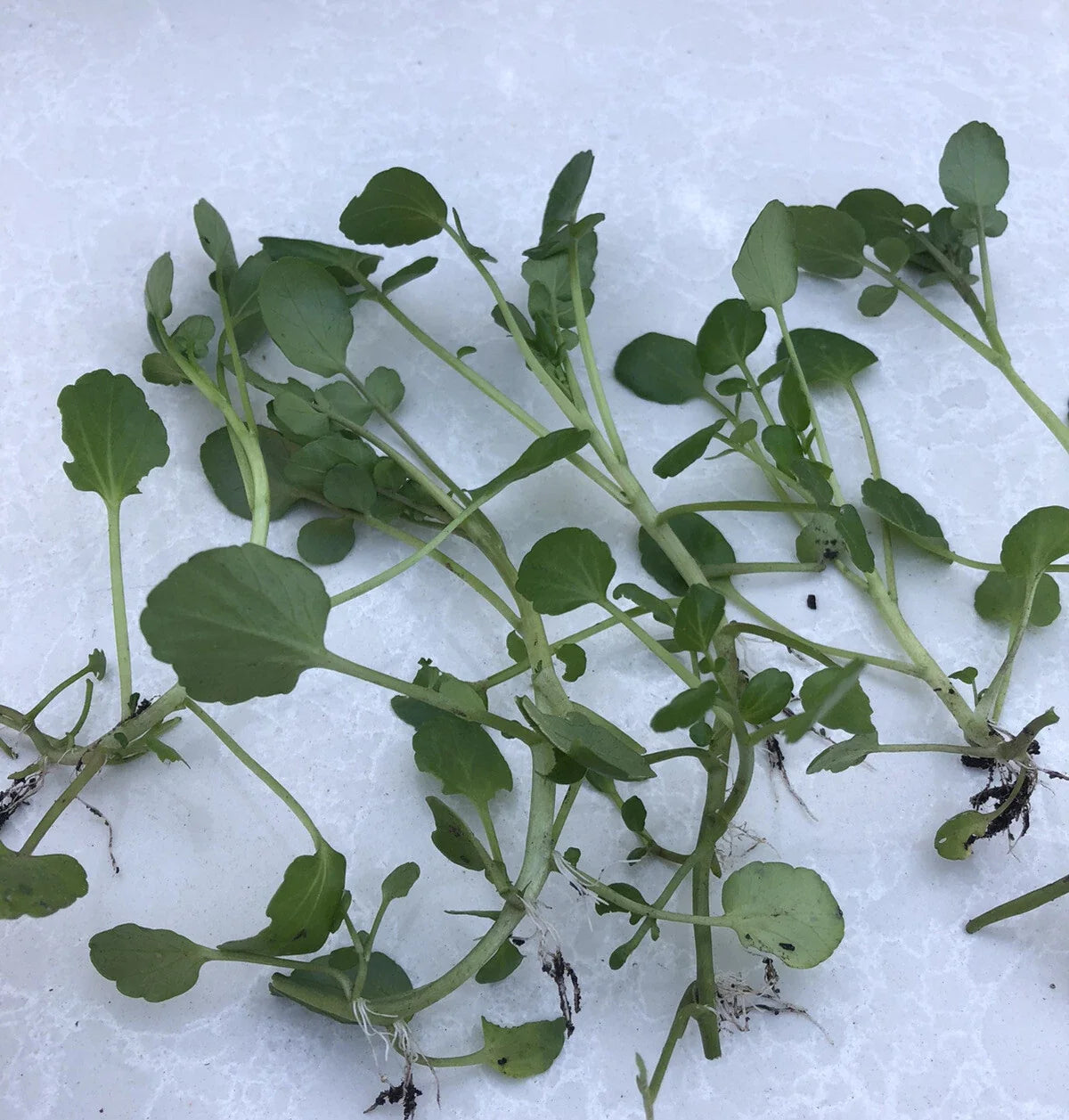 Fresh Watercress Plants with Roots - Live Vegetables for Gardening (Nasturtium officinale)