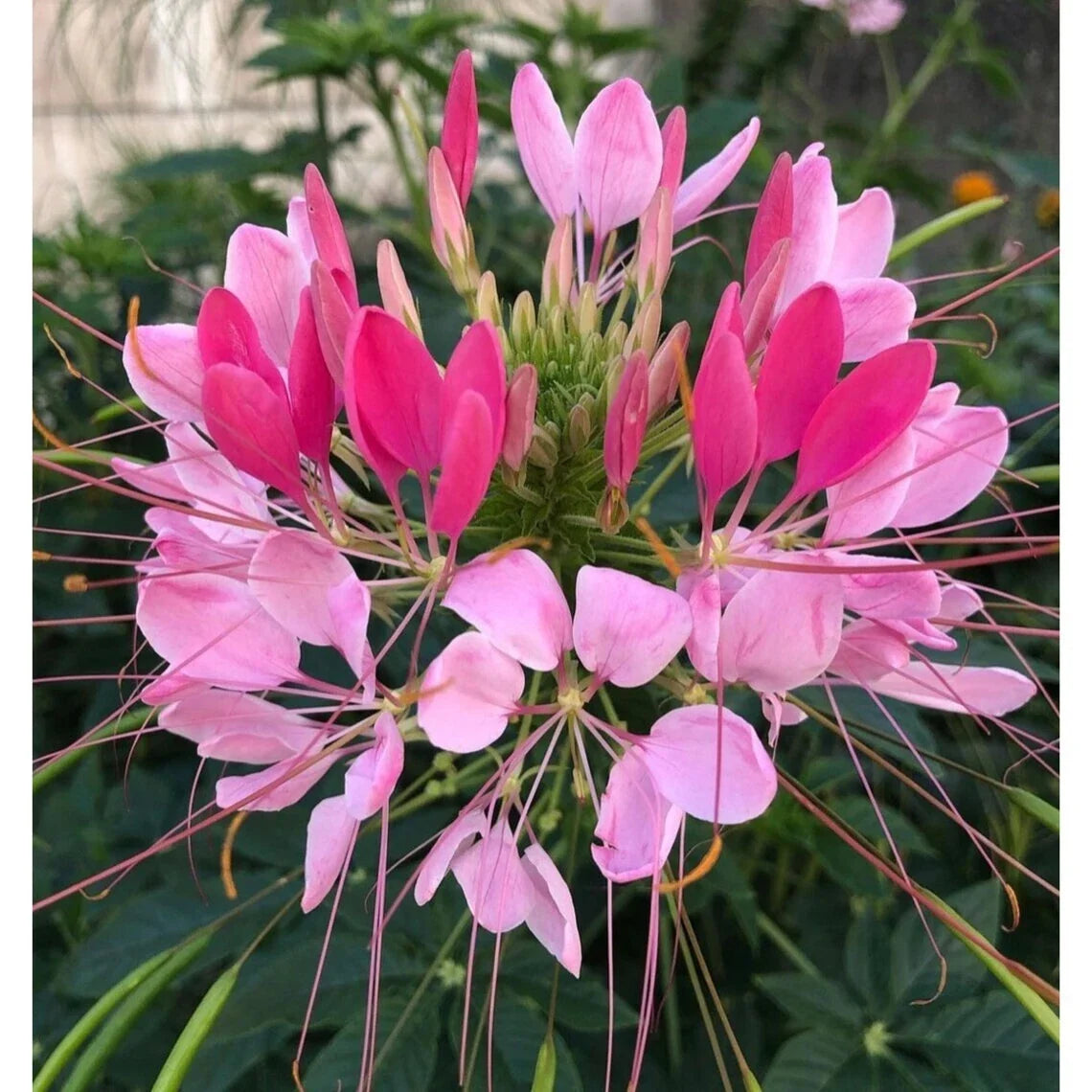 Candu Pink Spider Seeds - 100 Perennial Seeds - Clome Spinosa - Attracts Butterflies & Bees - US Seller