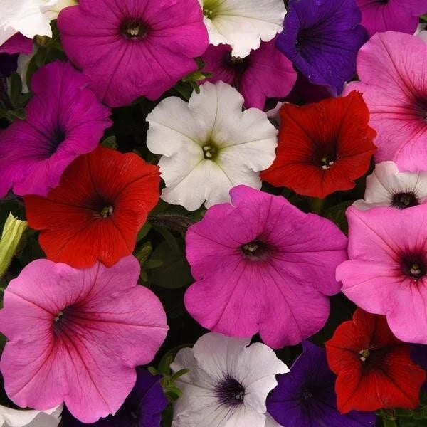 Petunia Seeds 10 Pelleted Easy Wave Mix Flowers (Petunia × hybrida)