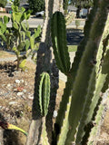 Peruvian Apple Cactus Cuttings Lot of 2, 14" & 11" Tall, No Roots, Cereus peruvianus