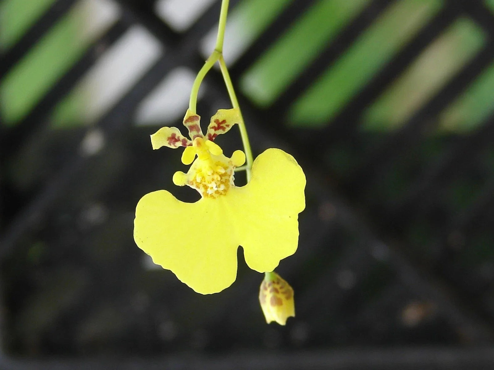 Oncidium prionochilum Bare Root Bloom Size Plants - 15+ Oncidium Orchid Species for Collectors and Enthusiasts