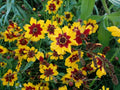 Plains Coreopsis Seeds - Bulk Wholesale - Wildflower Variety - Coreopsis tinctoria