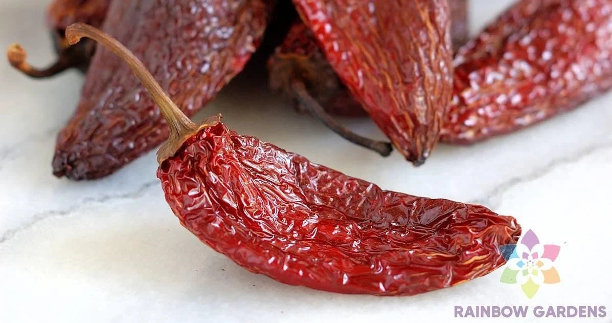 Chipotle Tipico Hot Pepper Seeds - 25+ Pack for Garden Planting - USA - Capsicum annuum
