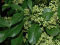 Wintercreeper Cuttings Set of 12 - Euonymus fortunei - Unrooted Perennial Ground Cover and Vine - Easy to Root