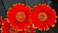 Red & Yellow Gerbera Daisy Seeds - 200+ Bulk Pack for Garden Planting - Gerbera jamesonii - USA