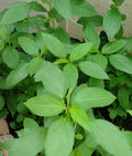 Egyptian Spinach Seeds - 500+ Seeds, Saluyot Jute, Molokhia (Corchorus olitorius)