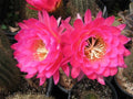 Large Tricocereus Grandiflorus 6" Cactus Plant with 5" Pink Flowers - Stunning Blooming Succulent