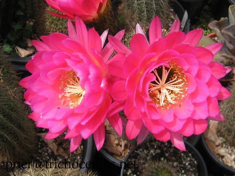 Large Tricocereus Grandiflorus 6" Cactus Plant with 5" Pink Flowers - Stunning Blooming Succulent