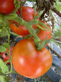 Arkansas Traveler Tomato Seeds - Bulk 50 Count - Meaty Juicy Fruits - Solanum lycopersicum