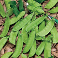 Snow Pea Seeds - 20 Seeds, Chinese Sugar Snap Pod, Mammoth Melting Sugar Pod Pea, USA