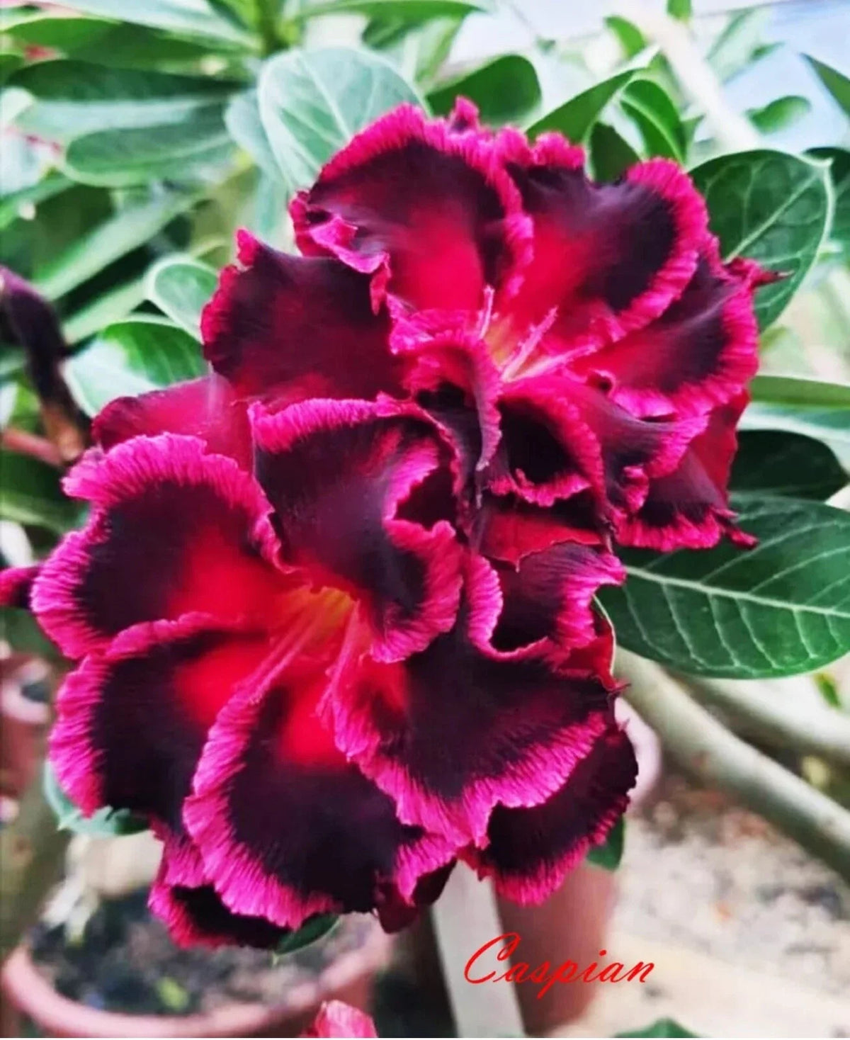 Desert Rose Plant - Small Rooted Seedling - Caspian Variety - Adenium Obesum - 4-6 Inches Tall