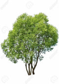 Dozen Hybrid Willow Tree Cuttings, Fast-Growing Privacy and Shade, Salix × sepulchralis