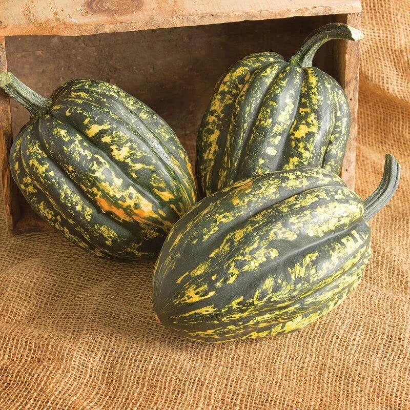 Starry Night Acorn Squash Seeds | Fall Décor Variety | Cucurbita pepo | Heirloom Seeds for Planting