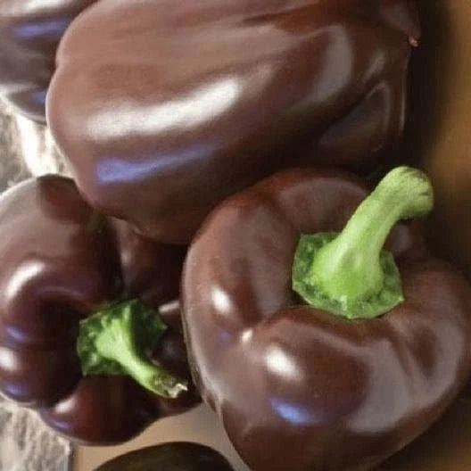 Heirloom Chocolate Beauty Bell Pepper Seeds - Non-GMO, Organic Vegetable Seeds, Capsicum annuum