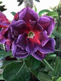 Desert Rose Seeds 4 Pack Fuchsia Magenta Adenium Obesum Exotic Flower Garden