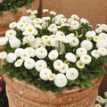 White English Daisy Seeds - 200+ Pack for Garden Planting - Leucanthemum vulgare - USA