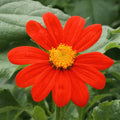 Mexican Sunflower Seeds - 100+ Count - Tithonia Rotundifolia - Bright Orange Blooms for 2025 Planting