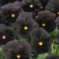 Pansy Seeds - Character Black - MPB#9 - Viola tricolor