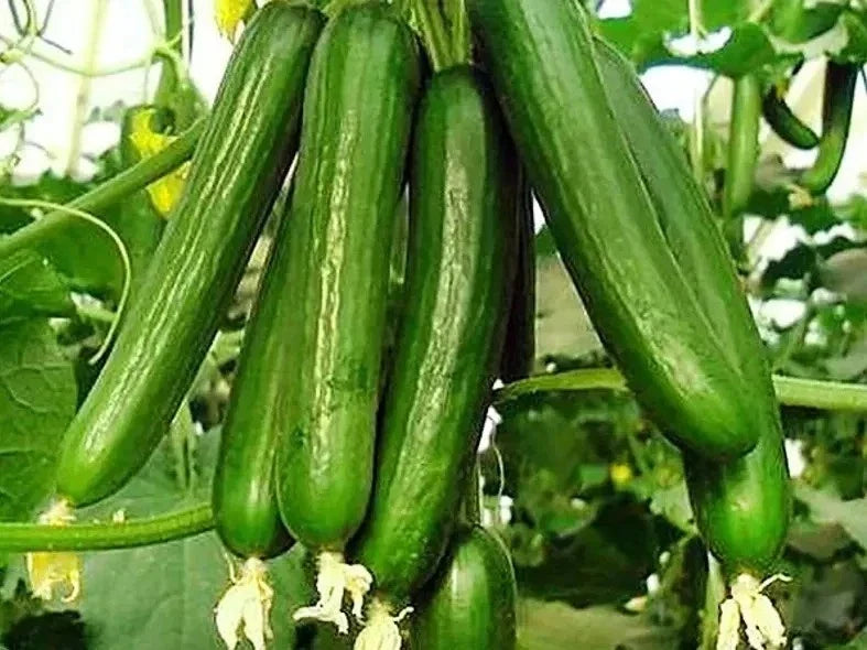Beit Alpha Cucumber Seeds - Organic Heirloom Persian Lebanese - Fresh Vegetable Gardening Seeds