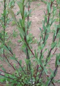 Dark Dicks Willow Cuttings - 12-inch Planting Cuttings - Basket Willow, Salix purpurea