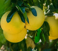 Red Fleshed Pomelo Fruit Tree Scions Cuttings 6-8 Inches for Rooting/Grafting (Citrus maxima)