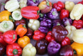 Rainbow Bell Pepper Seed Mix - 30+ Seeds - Colorful Mix of 7 Strains - Capsicum annuum