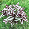 Wandering Jew Cuttings - 15 Rooted Tradescantia Zebrina Cuttings - Free Shipping