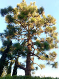 Canary Island Pine Seeds - 40 Count - Pinus Canariensis - 2024 Fresh USA Grown