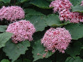 Clerodendrum Cuttings 3 Count Pink Rooted Ready to Plant