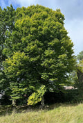 European Hornbeam Tree - Bulk Available - Carpinus Betulus - Ideal for Landscaping and Hedges