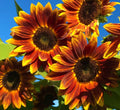 Heirloom Sunflower 50 Seeds - Non-GMO Open-Pollinator - Earthwalker Variety - Helianthus annuus