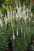 Culver's Root Live Starter Plant - Veronicastrum Virginicum - Perennial Flowering Plant - FREE SHIPPING