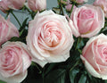 Unrooted Cuttings 6” Long, Francis Meilland Plant, Fresh Cuttings, Rosa 'Meilland'