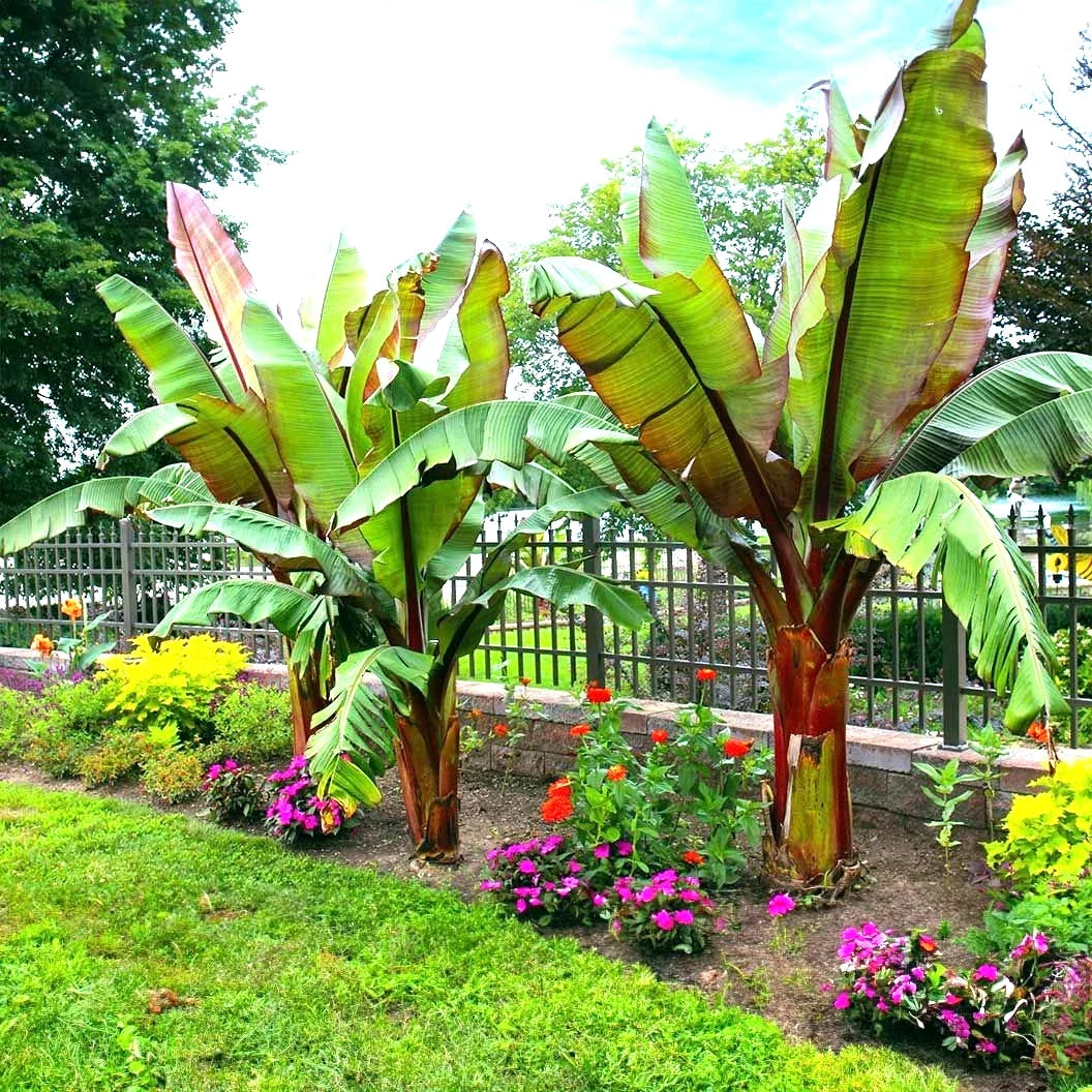 Red Abyssinian False Banana Plant Seeds - 5 Rare Musa Ensete Ventricosum Seeds for Gardening and Plant Collecting