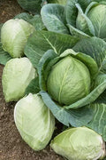 Cabbage Seeds - 1000+ Heirloom Charleston Wakefield - NON GMO - Fresh Organic Seed Pack