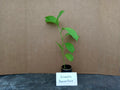 Yellow Passion Fruit Live Starter Plant Passiflora Edulis