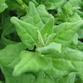 New Zealand Spinach Seeds - 50 Non-GMO Seeds - Tetragonia expansa - Free Shipping