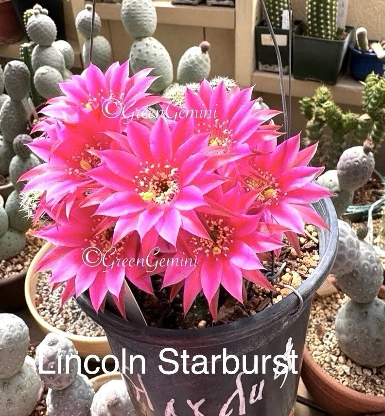 Rare Hybrid Peanut Cactus Plant - LINCOLN STARDUST - Chamaecereus - Rooted Succulent for Unique Indoor Gardens
