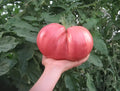German Giant Tomato Seeds - 10+ Non-GMO Heirloom Organic - Fresh, Huge Variety - Solanum lycopersicum