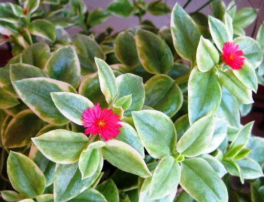 Variegated Baby Sun Rose Succulent - 4" Heart Leaf Ice Plant - Aptenia Cordifolia