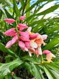 Pink Perfection Shell Ginger Rhizomes - 2 Pack, Alpinia hainanensis, Tropical Plant Roots, Free Shipping Available