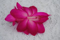Christmas Cactus Starter Plant - Small Healthy Schlumbergera Truncata - Sterling Variety - Well Rooted Houseplant