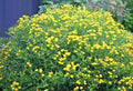 Great St. John's Wort Seeds - 500+ Count - Native Wildflower Perennial Herb - Hypericum perforatum